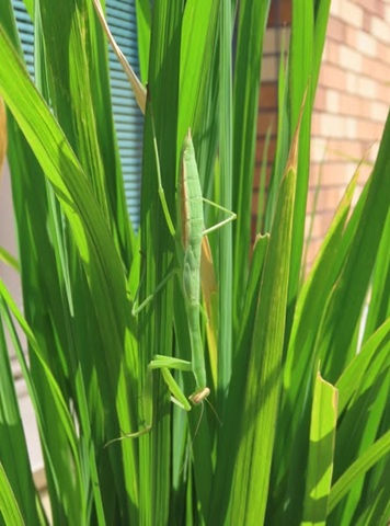 かまきり
