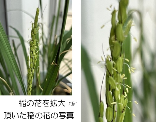 イネの花