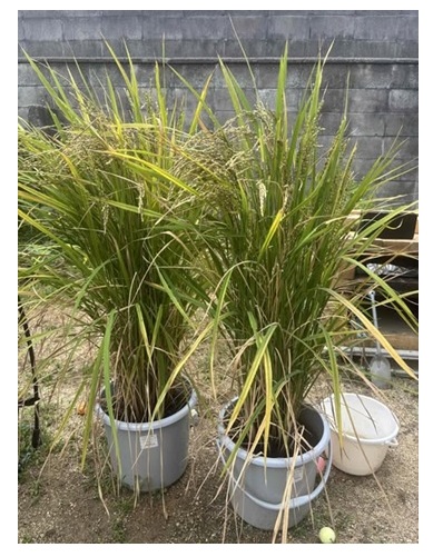 参加者からのバケツ稲