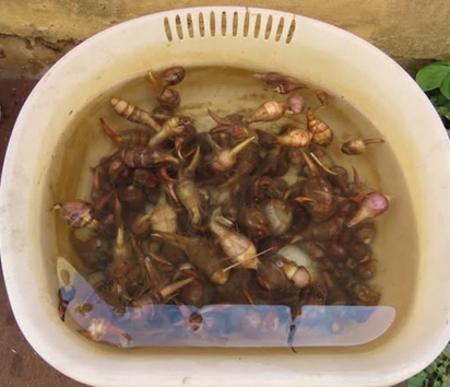 収穫したクワイ