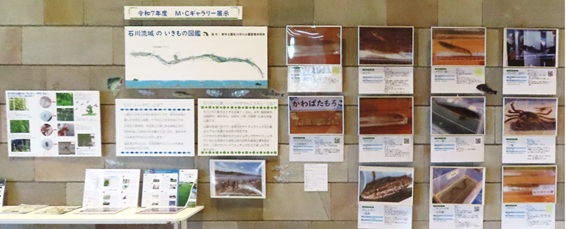 石川流域のいきもの図鑑