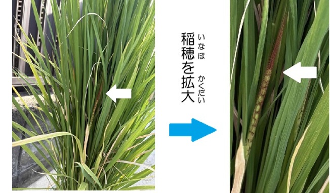 稲穂0822